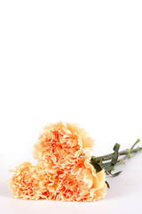 carnations lying down (upright view)