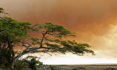 buschfeuer in südafrika