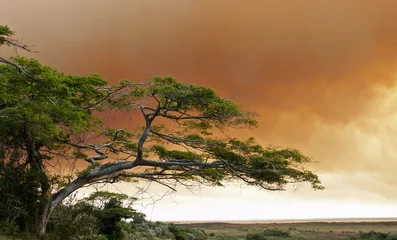Fotobehang Zuid-Afrika bosbrand in Zuid-Afrika