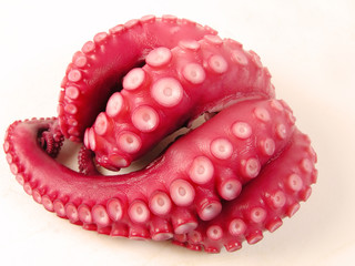 octopus © Provisualstock.com