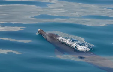 Crédence de cuisine en verre imprimé Dauphin dauphin qui monte prendre l& 39 air
