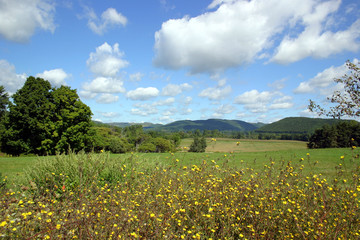 rural landscape with wildflowers