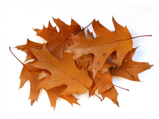 fall oak leaves on white background