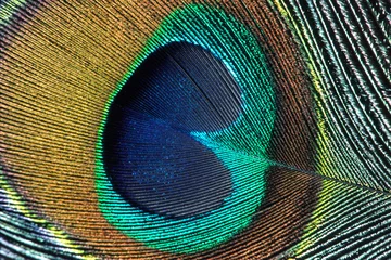 Papier Peint photo Lavable Paon peacock feather closeup  2
