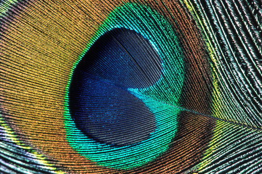Fototapeta peacock feather closeup  2