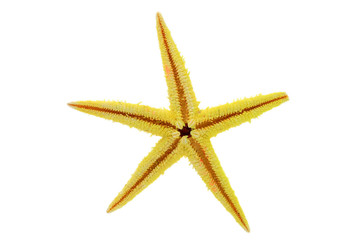 Fototapeta na wymiar yellow starfish