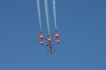 snowbirds in flight