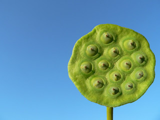 lotus seed pod