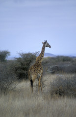 giraffe