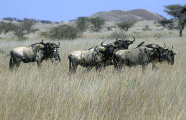 wildebeest herd