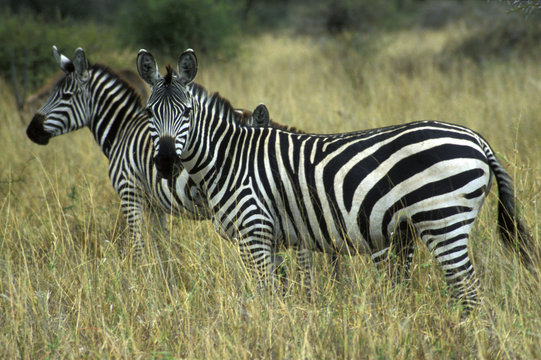 Fototapeta zebra