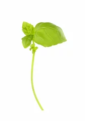 Papier Peint photo Herbes green leaf of basil, isolated