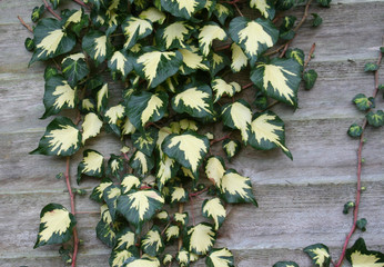 variegated ivy