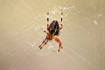 kreuzspinne