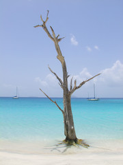 tree at water's edge