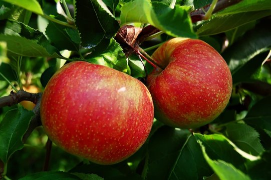 tree ripend apples