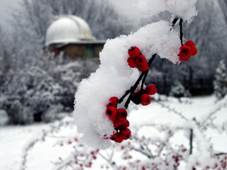 winter fruits