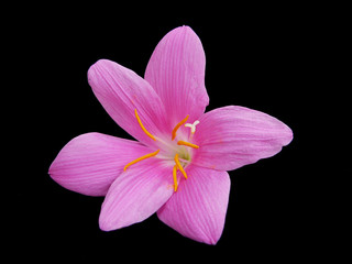 pink rain lily