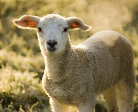agneau dans un champs