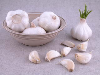 garlic