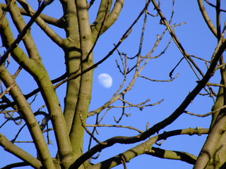 moon frame in frame with winter tree