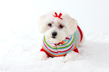 small white dog in winter scene