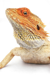 dragon barbudo