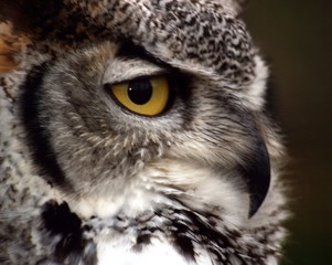 canadian long-eared owl