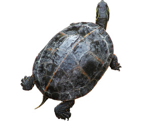 mr. turtle
