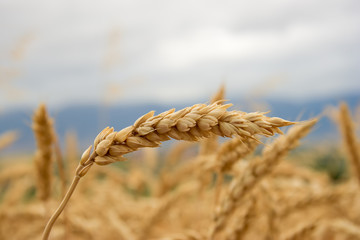 wheat field