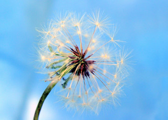 a dandelion against the blue background