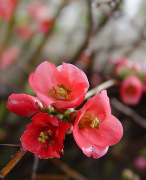 Fototapeta pomegranate flowers