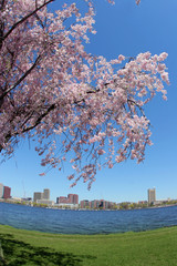 blooming tree by the charles river in boston