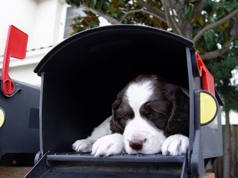 Dog mailbox online