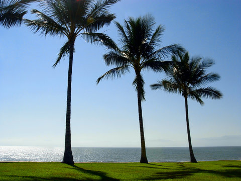 three palm trees at the beach