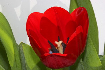 coeur de tulipe.