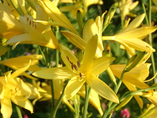 blüten