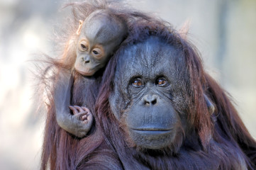 mother and child (orangutans)