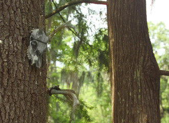 skulls on a tree