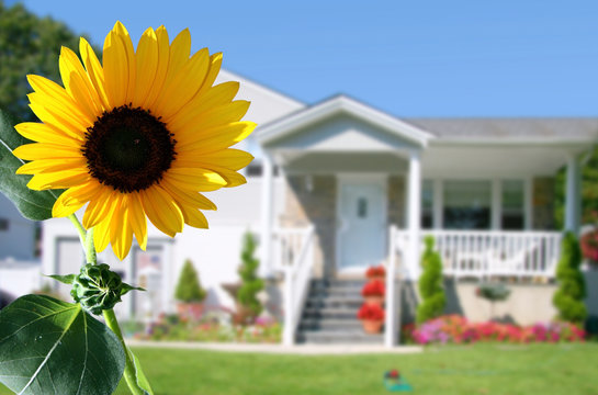 bright sunflower in front of a country house