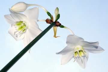 eucharis grandiflora