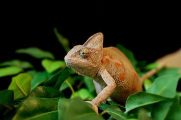 bearded dragon