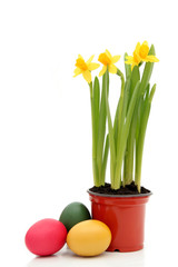 daffodils and easter eggs