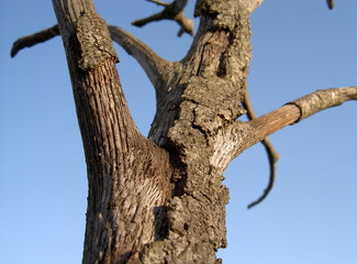 Fototapeta na wymiar arbre mort