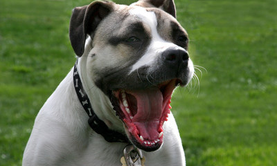 big mouth