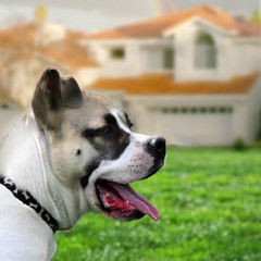 dog guarding a house