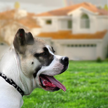 Dog Guarding A House