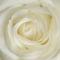 Obraz na płótnie Canvas biały pąk róży