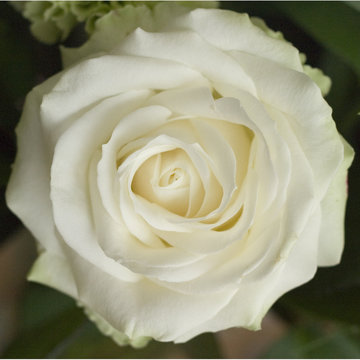 white rose