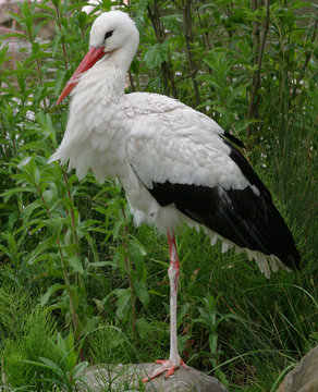 stork